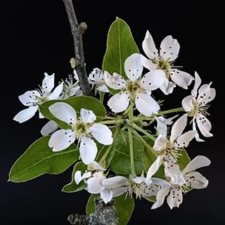 Portrait of Pears